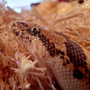 Meet your Posher, Rose